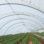 reytec STRAWBERRY