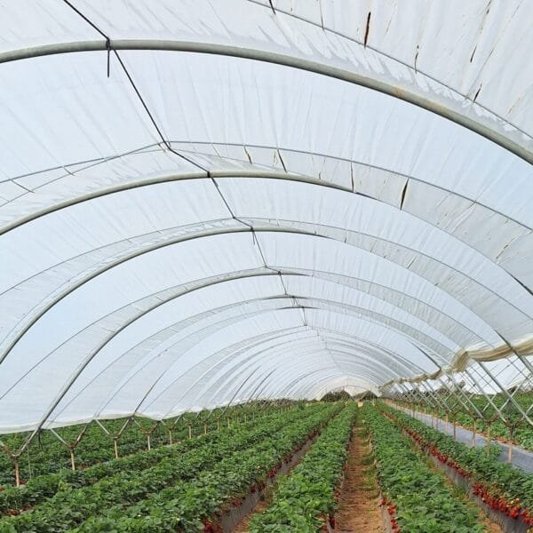 reytec STRAWBERRY